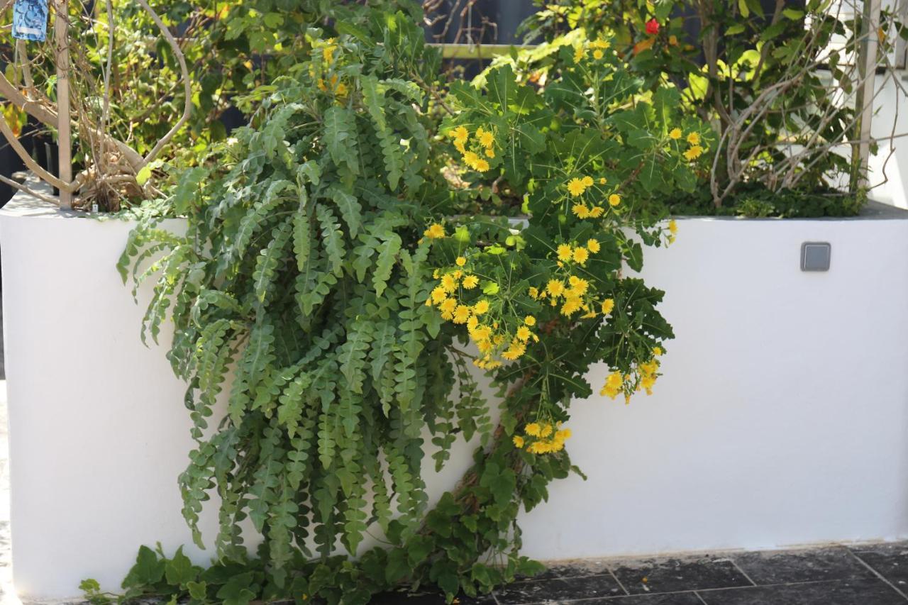 Jungle Paradise La Orotava Εξωτερικό φωτογραφία